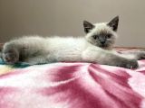 British Blue Point