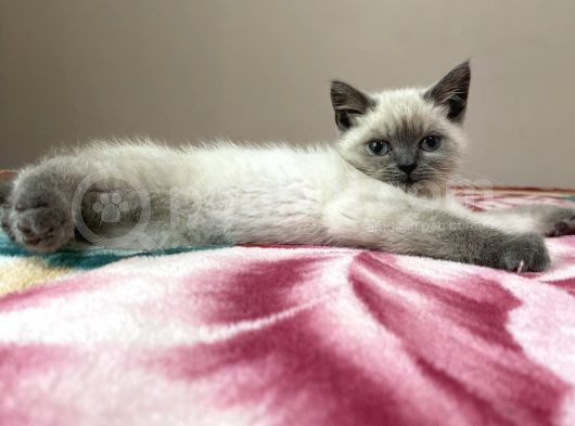British Blue Point görsel