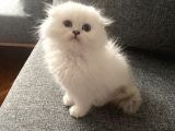 Safkan British Longhair Ve Shorthair Yavrular…