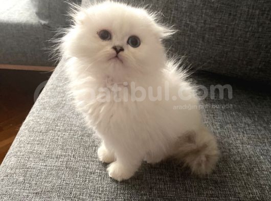 Safkan British Longhair Ve Shorthair Yavrular… görsel