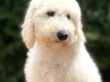 Standart Poodle Di̇şi̇ Yavrumuz Jasmi̇n