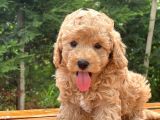 Bebek Surat Toy Poodle Yavrular