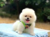Pomeranian Boo Gülen Surat Erkek Yavrumuz