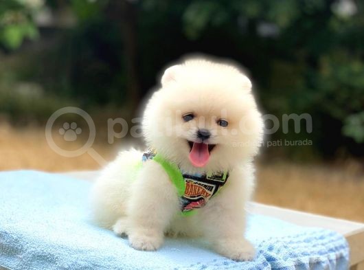 Pomeranian Boo Gülen Surat Erkek Yavrumuz görsel