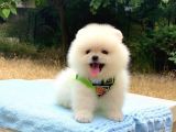 Pomeranian Boo Gülen Surat Erkek Yavrumuz
