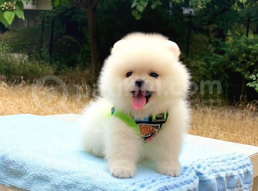 Pomeranian Boo Gülen Surat Erkek Yavrumuz