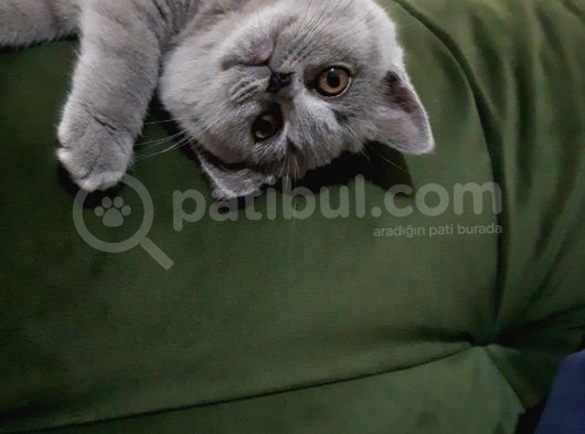 Acilllll Kizima Yeni Ev