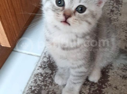 1 Dişi 2 Erkek Secereli Yavru Kedi görsel