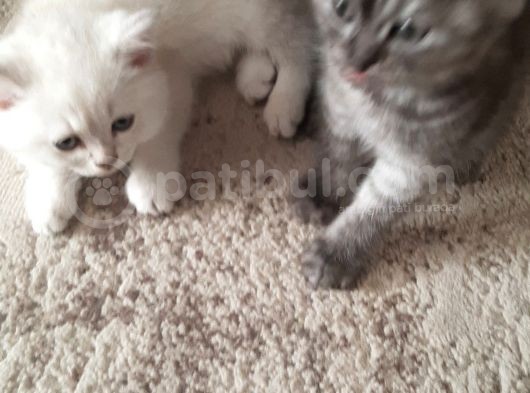 1 Dişi 2 Erkek Secereli Yavru Kedi görsel