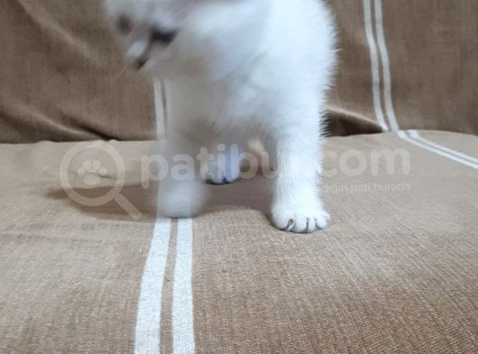 1 Dişi 2 Erkek Secereli Yavru Kedi görsel