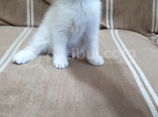 1 Dişi 2 Erkek Secereli Yavru Kedi görsel