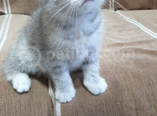 1 Dişi 2 Erkek Secereli Yavru Kedi görsel