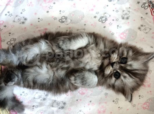 35 Günlük Chincilla Dişi Ve Erkek Cana Yakın Yavru görsel