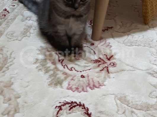 1 Dişi 2 Erkek Secereli Yavru Kedi