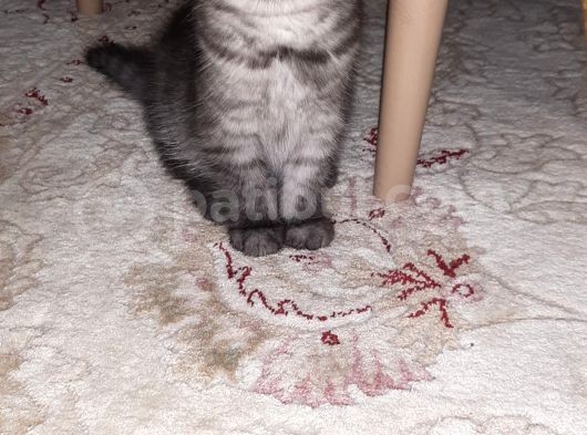 1 Dişi 2 Erkek Secereli Yavru Kedi görsel