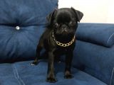 Sevimli Yavru Pug