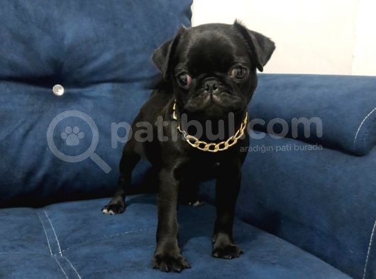 Sevimli Yavru Pug görsel