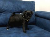 Sevimli Yavru Pug