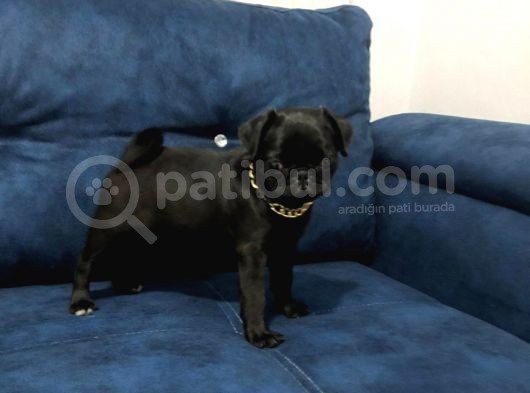 Sevimli Yavru Pug görsel