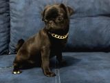 Sevimli Yavru Pug