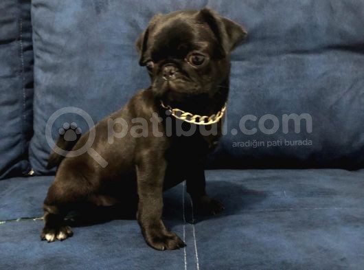 Sevimli Yavru Pug görsel