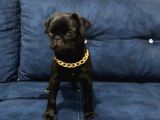 Sevimli Yavru Pug
