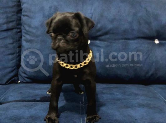 Sevimli Yavru Pug görsel