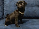 Sevimli Yavru Pug