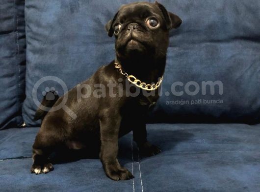 Sevimli Yavru Pug