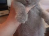 Lilak Blue Point Erkek Yavru
