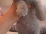 Lilak Rengi Erkek Yavru