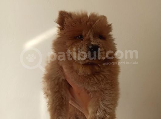 Çok Uygun A Kalite Saf Kan Çin Aslanları görsel