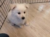 Pomerian Spitz Eğitimli