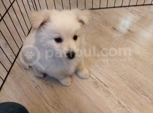 Pomerian Spitz Eğitimli görsel