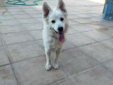Pomerian Spitz Eğitimli