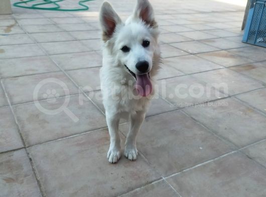 Pomerian Spitz Eğitimli görsel