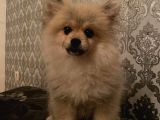 Irk Ve Sağlık Garantili Pomeranian Boo Yavrularımız