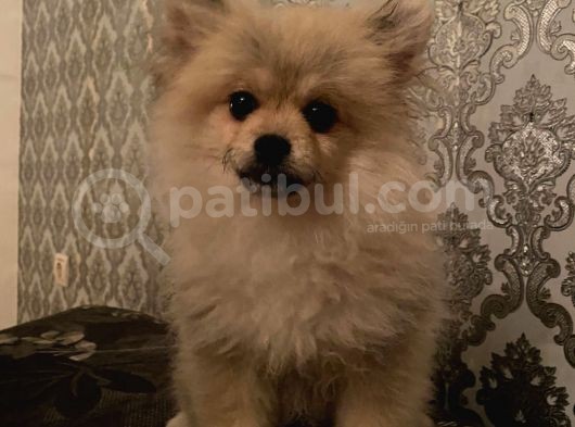 Irk Ve Sağlık Garantili Pomeranian Boo Yavrularımız görsel