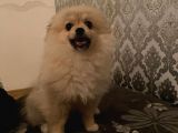 Irk Ve Sağlık Garantili Pomeranian Boo Yavrularımız