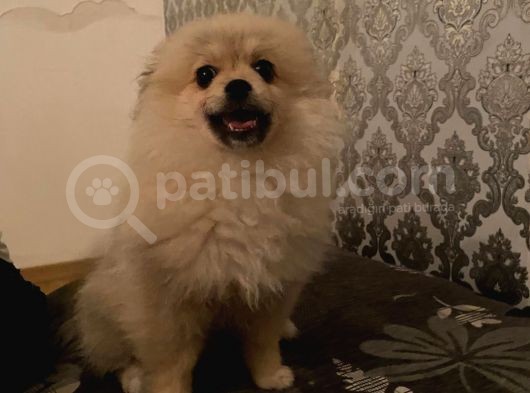 Irk Ve Sağlık Garantili Pomeranian Boo Yavrularımız görsel