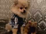 Irk Ve Sağlık Garantili Pomeranian Boo Yavrularımız