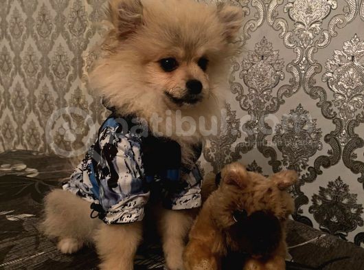 Irk Ve Sağlık Garantili Pomeranian Boo Yavrularımız görsel
