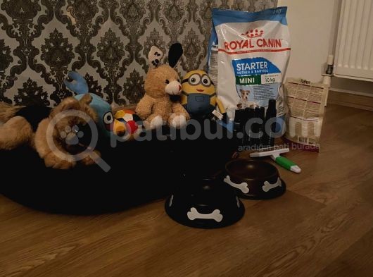 Irk Ve Sağlık Garantili Pomeranian Boo Yavrularımız görsel