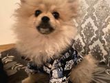 Irk ve Sağlık Garantili Pomeranian Boo Yavrularımız