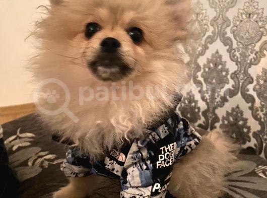 Irk Ve Sağlık Garantili Pomeranian Boo Yavrularımız