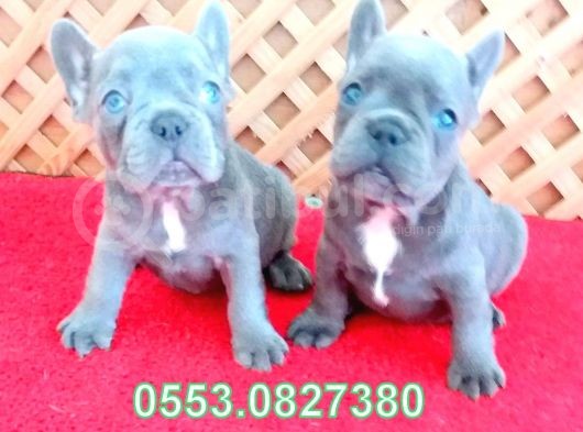 Mavi̇ (Blue) Quad French Bulldog Yavrular İzmi̇r