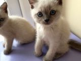 1 Di̇şi̇ 1 Erkek Bri̇ti̇sh Shorthai̇r Blue Poi̇nt 2 Aylik Yavrularimiz İstanbul Antalya