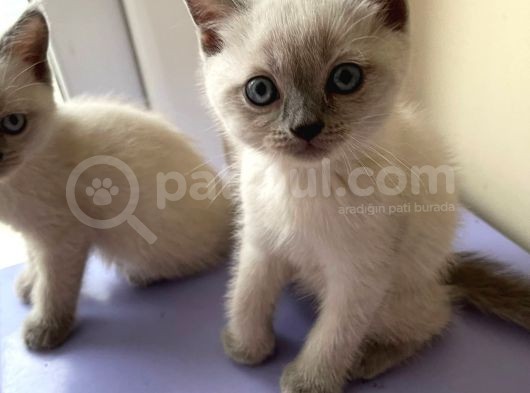1 Di̇şi̇ 1 Erkek Bri̇ti̇sh Shorthai̇r Blue Poi̇nt 2 Aylik Yavrularimiz İstanbul Antalya