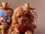Orjinal Toy Poodle