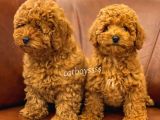 Muhteşem Red Toy Poodle Erkek Yavrularımız